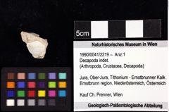 Foto (Objket + Etiketten) von Decapoda indet. 